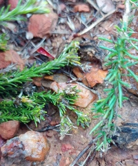 Helichrysum asperum glabrum