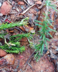 Helichrysum asperum glabrum