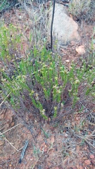 Helichrysum asperum glabrum