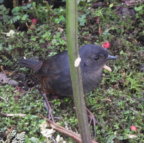 Chusquea Tapaculo