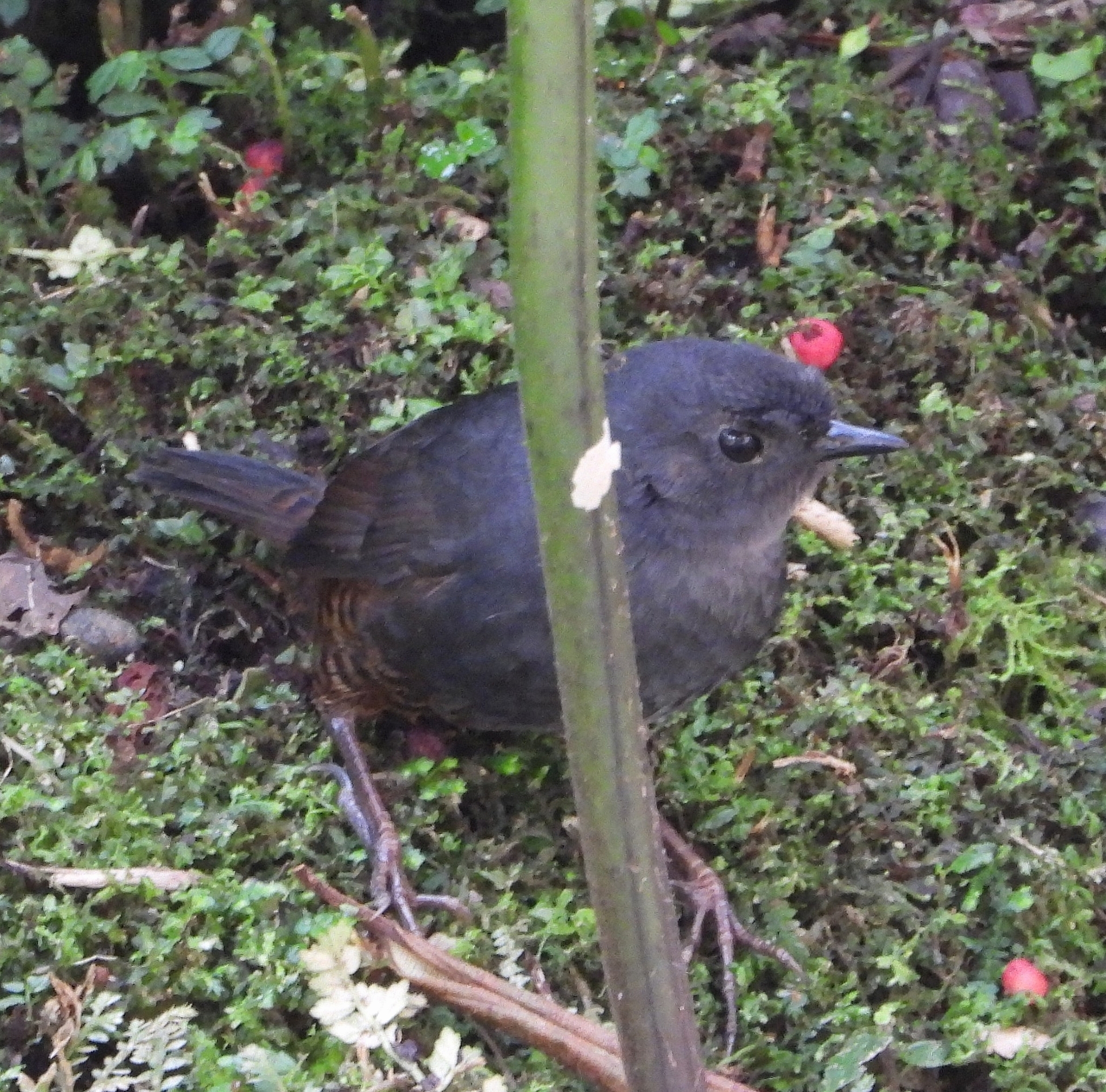 Chusquea Tapaculo illustration