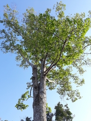 Dipterocarpus