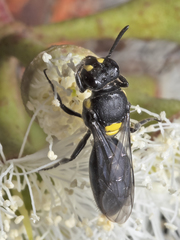 Hylaeus honestus