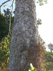 Dipterocarpus