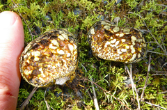 Pisolithus thermaeus