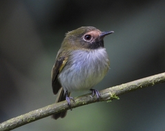 Hemitriccus granadensis