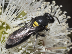 Hylaeus honestus