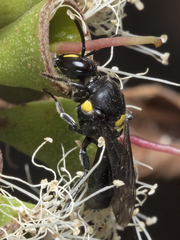Hylaeus honestus