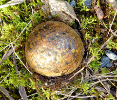 Pisolithus thermaeus