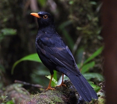 Turdus serranus