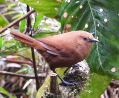 Cinnycerthia unirufa