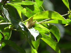 Harma theobene superna