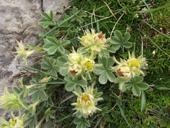 Potentilla nivalis