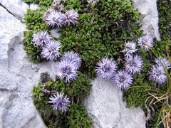 Globularia repens