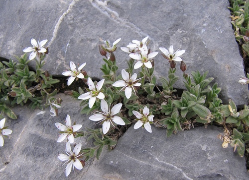 Facchinia Cerastiifolia
