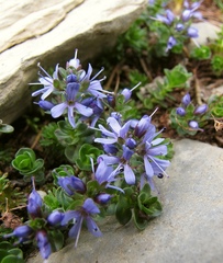 Veronica nummularia