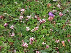 Trifolium thalii