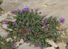 Oxytropis neglecta