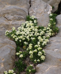 Galium cespitosum