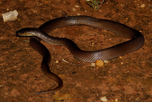Photo of a Dunmall's Snake (Furina dunmalli)