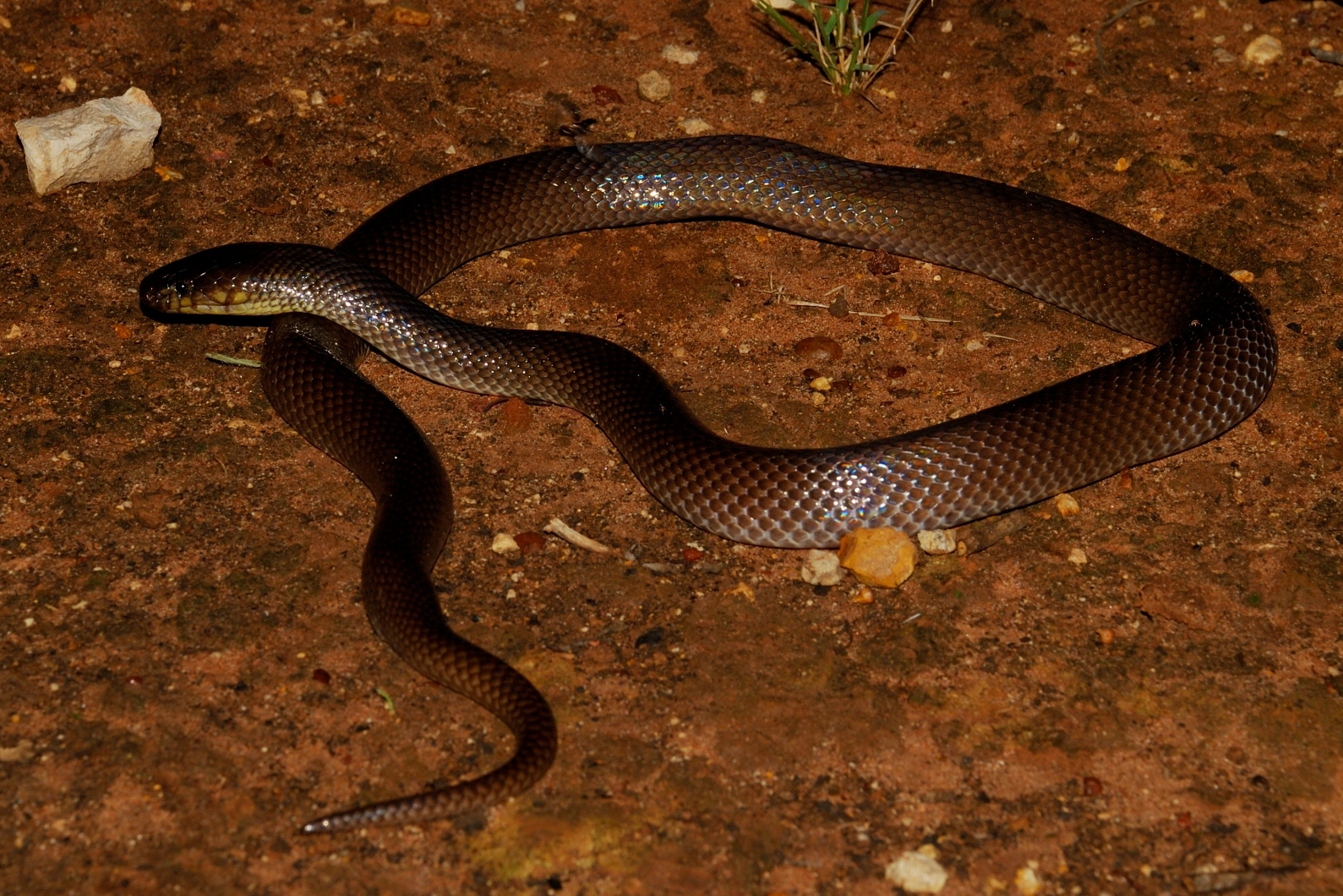 Dunmall's Snake (Furina dunmalli) 