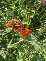 Danaus plexippus