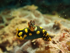 Tambja gabrielae