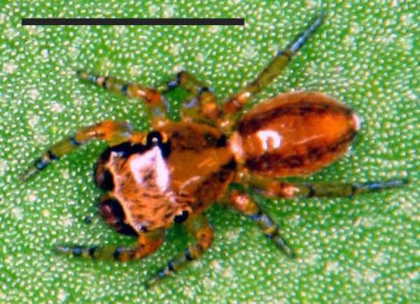 Neonella vinnula