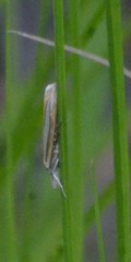 Crambus satrapellus