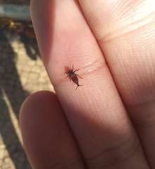 Hemiptera