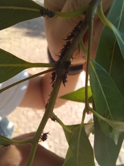Hemiptera