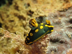 Tambja gabrielae