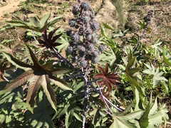 Ricinus communis