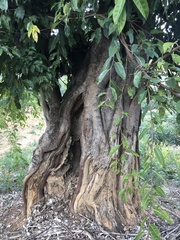 Ficus