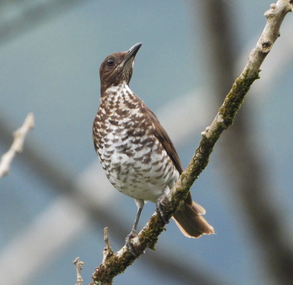 Maranon Thrush