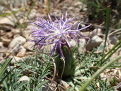 Carthamus mitissimus