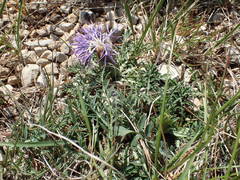 Carthamus mitissimus