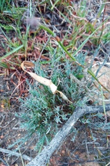 Muraltia muraltioides