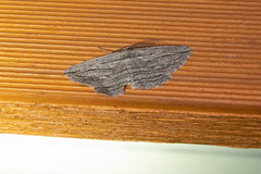 Euphronarcha leptodesma