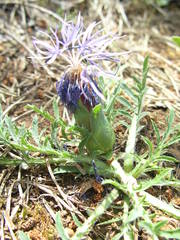 Carthamus mitissimus