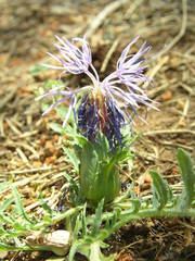 Carthamus mitissimus