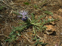Carthamus mitissimus