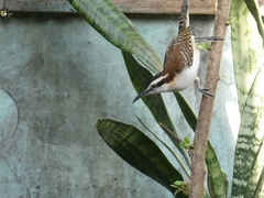 Campylorhynchus rufinucha