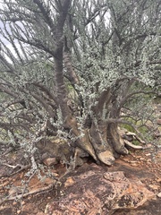 Sesamothamnus lugardii