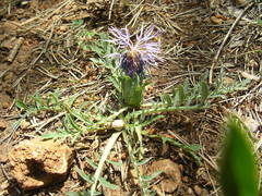 Carthamus mitissimus