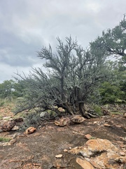 Sesamothamnus lugardii