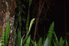 Calotes calotes