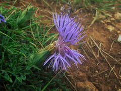 Carthamus mitissimus