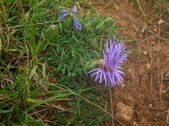 Carthamus mitissimus