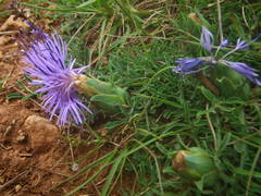 Carthamus mitissimus